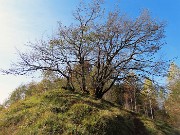 Alla Madonnina del Costone (1195 m) in veste autunnale da Salmezza-21ott24 - FOTOGALLERY